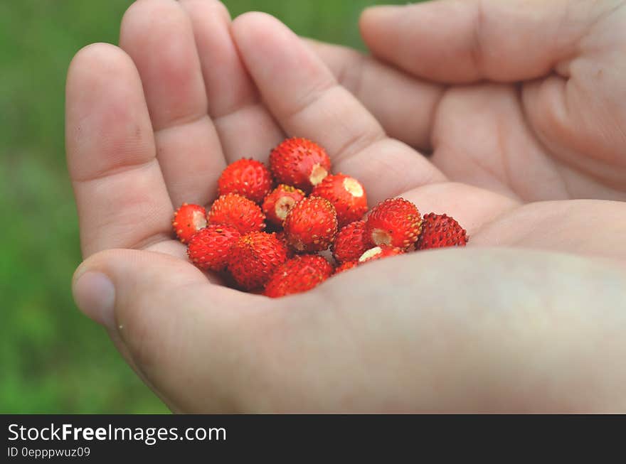 Red Round Fruit on Human&#x27;s Palm