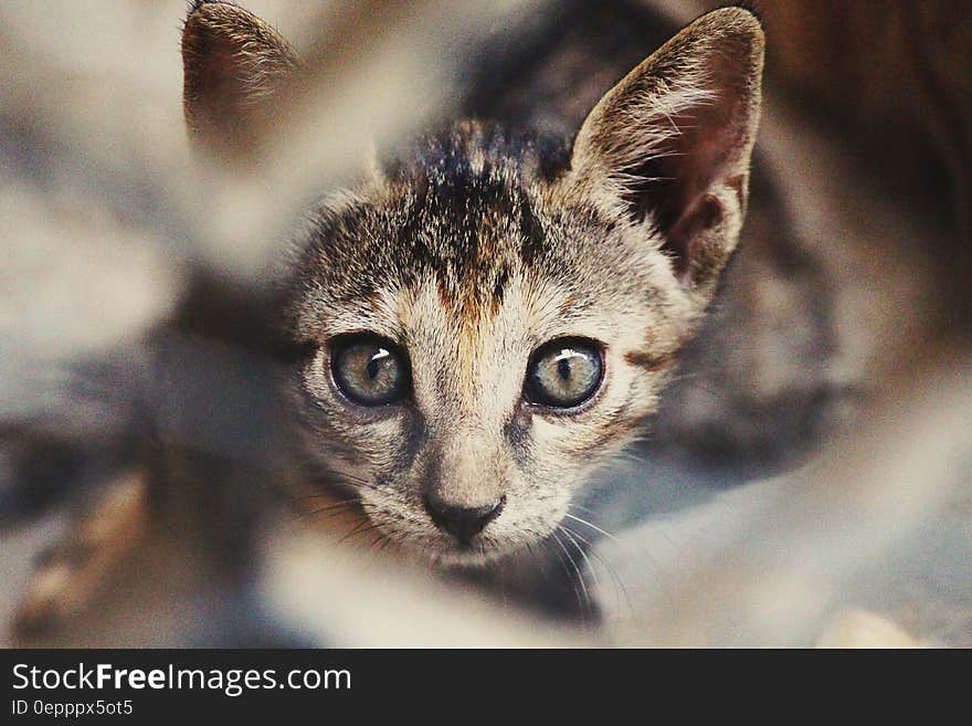 Brown Tubby Cat