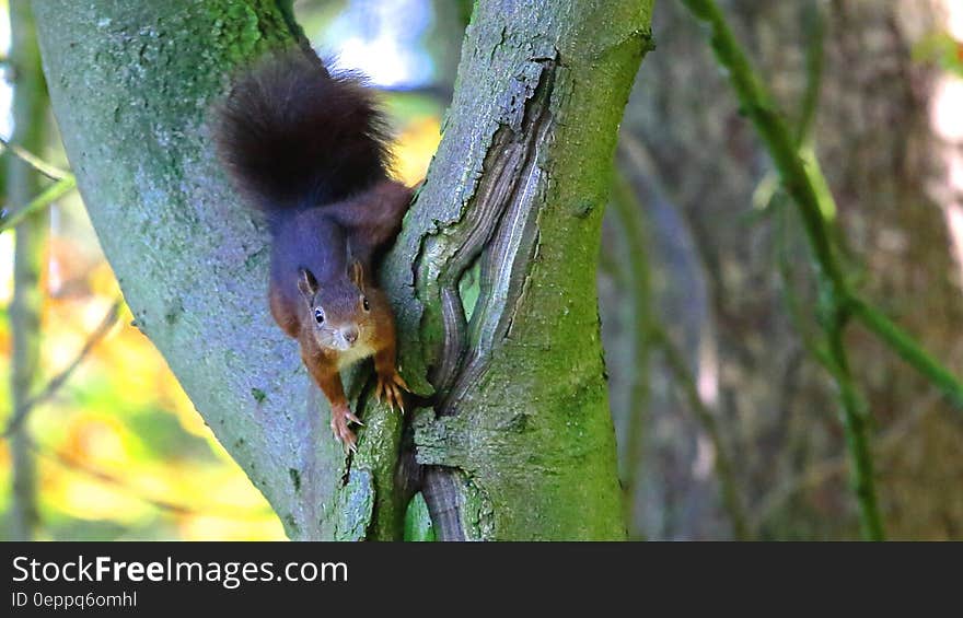 Brown Squirrel in Green Tree Trunk