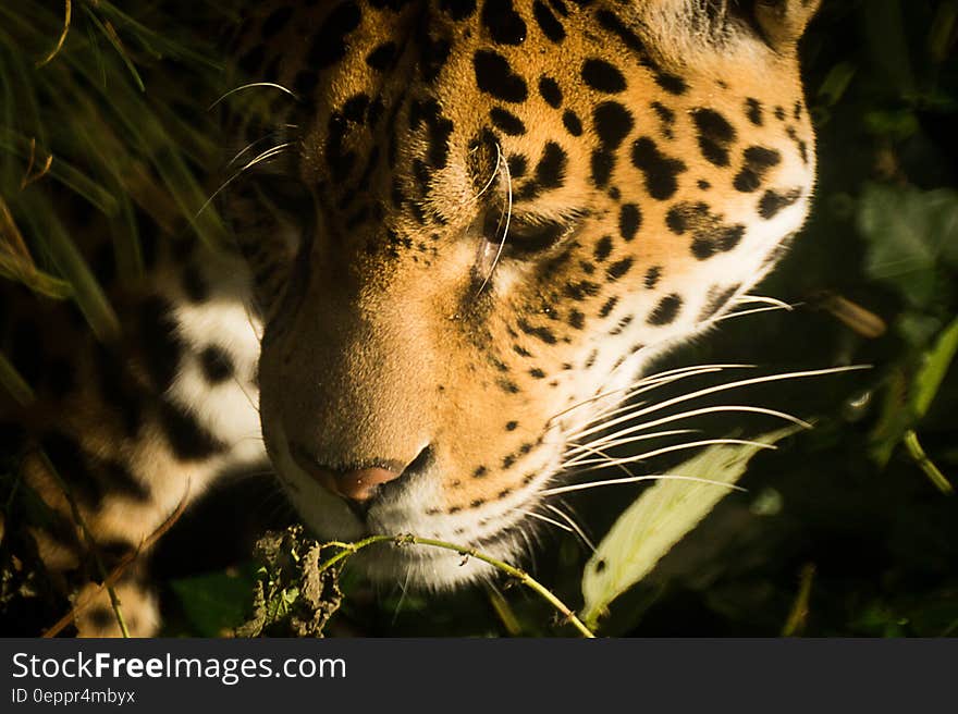 A close up of a jaguar in the forest. A close up of a jaguar in the forest.