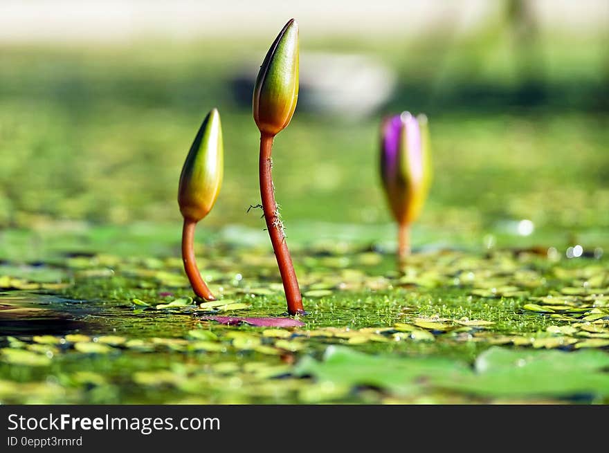 3 Plant Is About to Rise Under the Sunlight