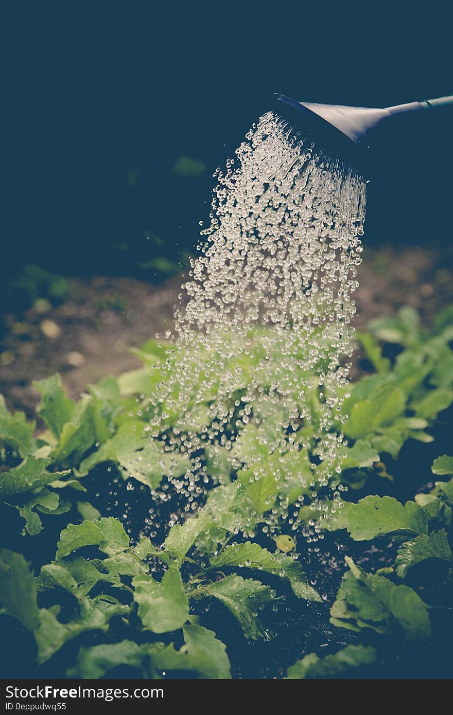 Gray Watering Can Spray the Green Leaf Plant