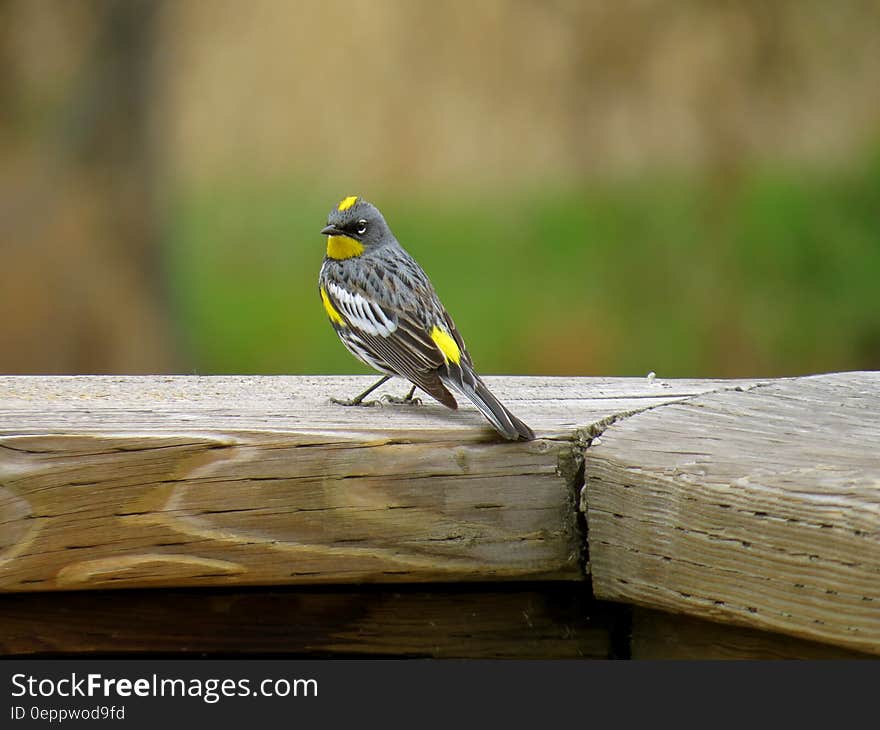 Close-up of Bird on Wood