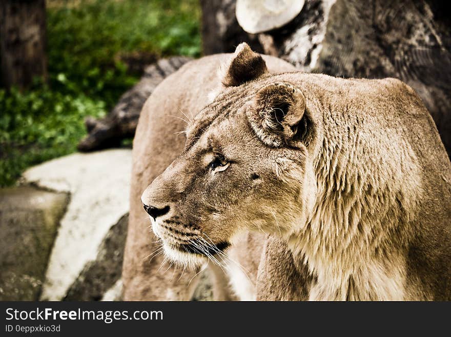 Side View Image of a Yellow Tiger