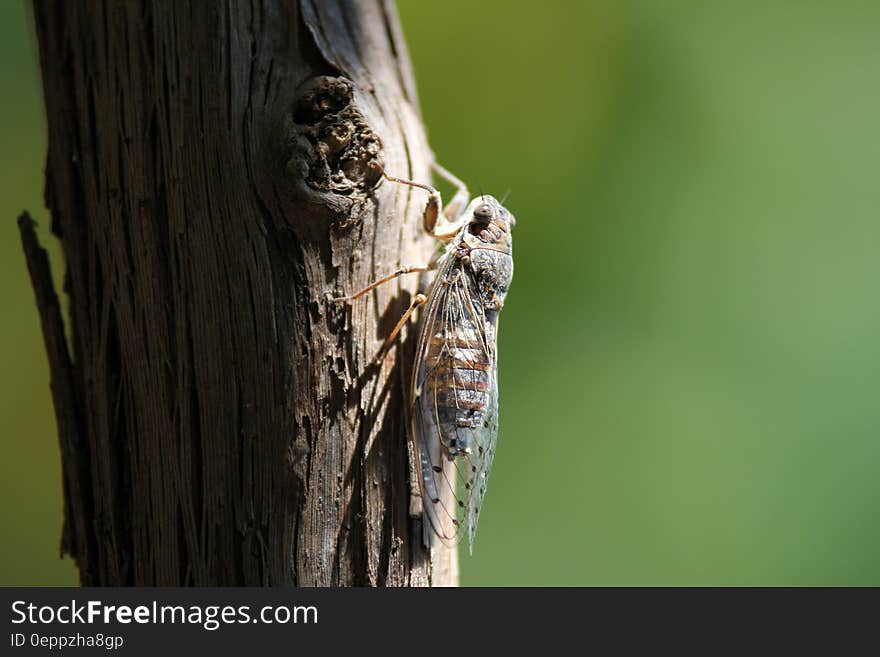 Brown Flying Insect Perching on Brown Trunk during Daytime