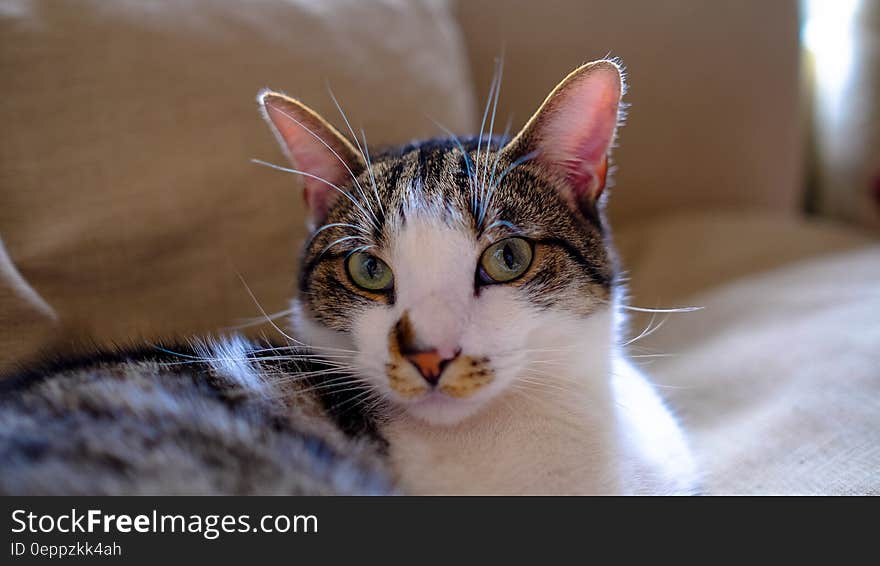 White and Brown Short Coated Hair Cat