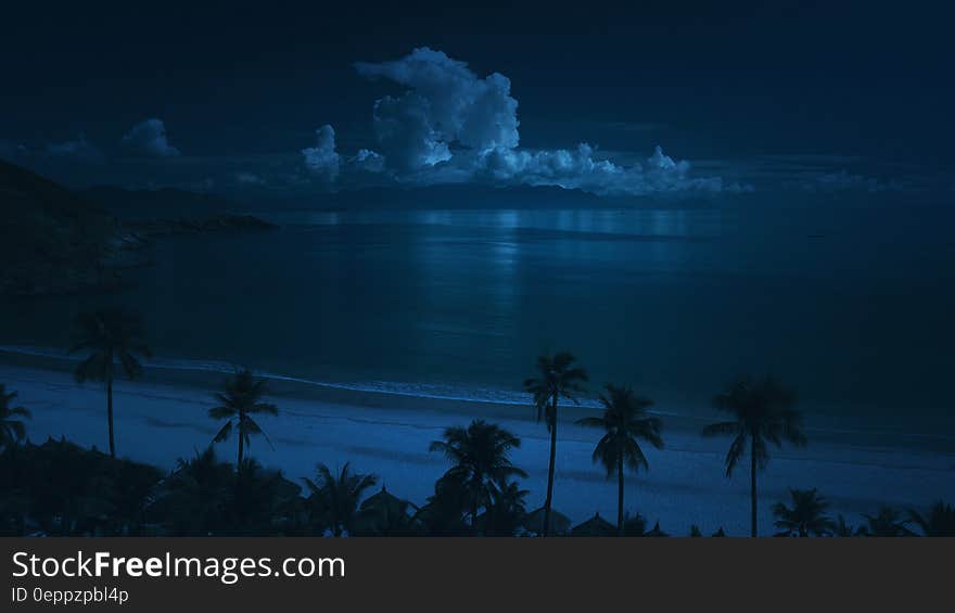 Palm trees on the edge of a road which borders the sea with distant buildings (hotel and houses) at night. Palm trees on the edge of a road which borders the sea with distant buildings (hotel and houses) at night.