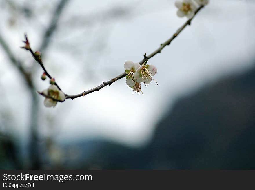 Close up of white flowers on tree branch.