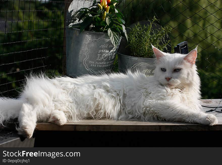 White Long Fur Cat