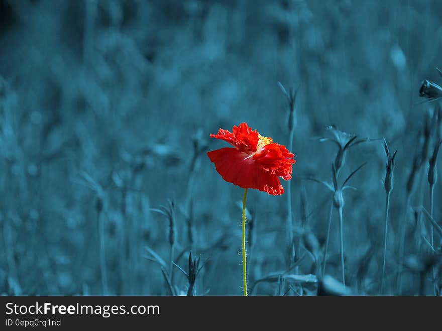 Red Flowers Selective Photo