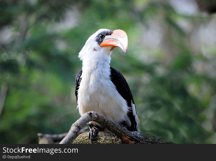 White and Black Toucan Bird Perched on Tree Branch