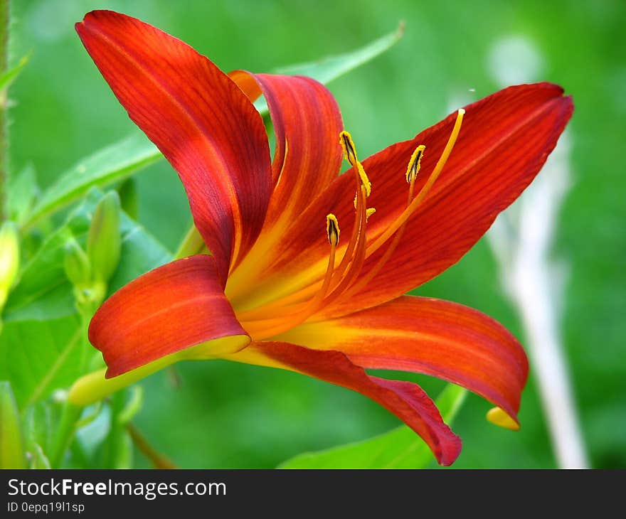 Macro Shot of Red and Yellow Flower