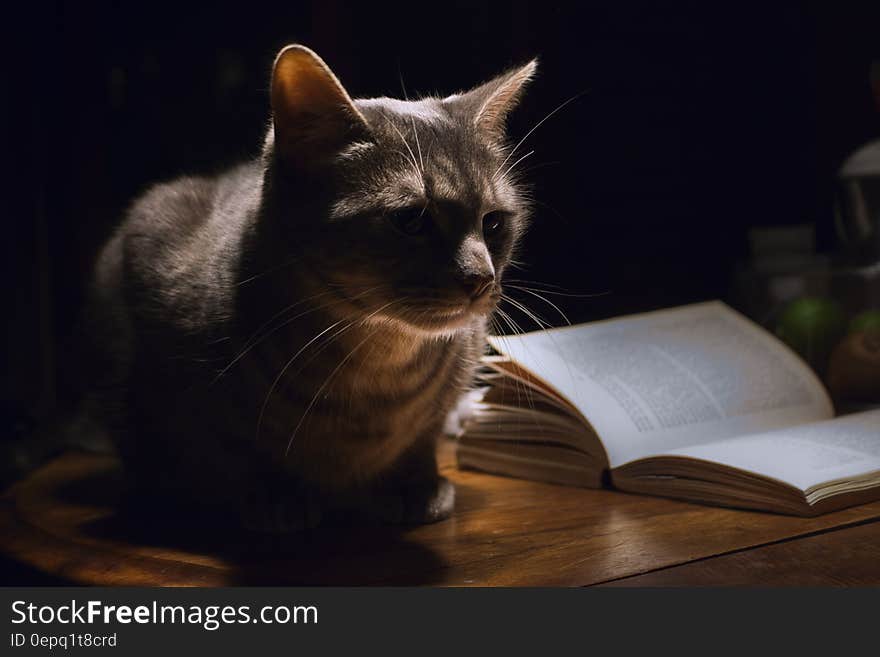 Grey Tabby Cat Laying Next to Book