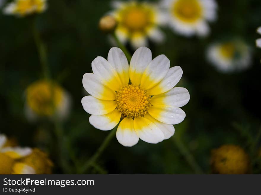 A green meadow with wild flowers.