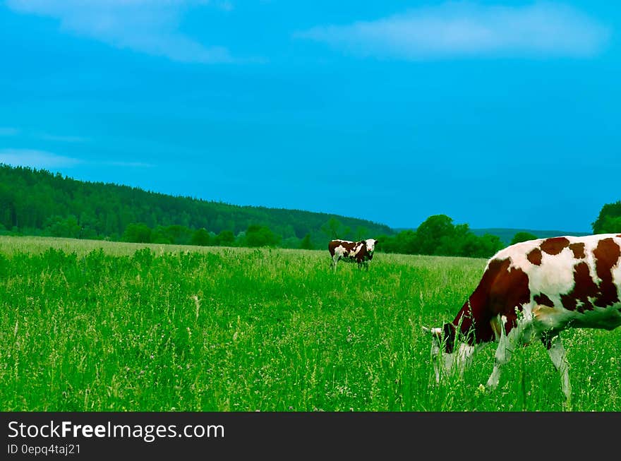 Cows Grazing on Field Against Sky