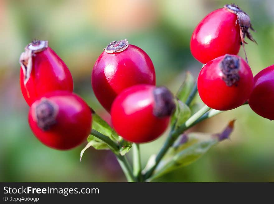 Red Round Fruit