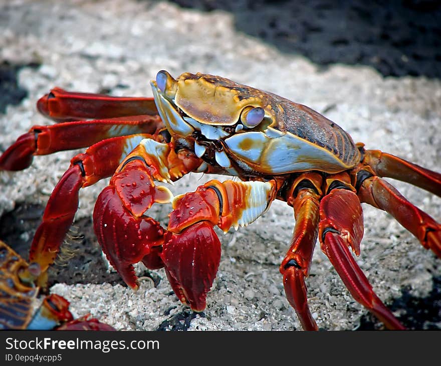 Red White and Brown Crab