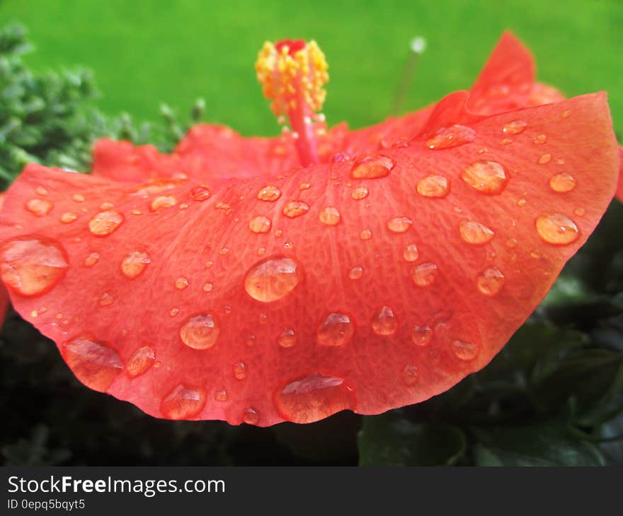 Drops of water on orange petals of hibicus flower. Drops of water on orange petals of hibicus flower.