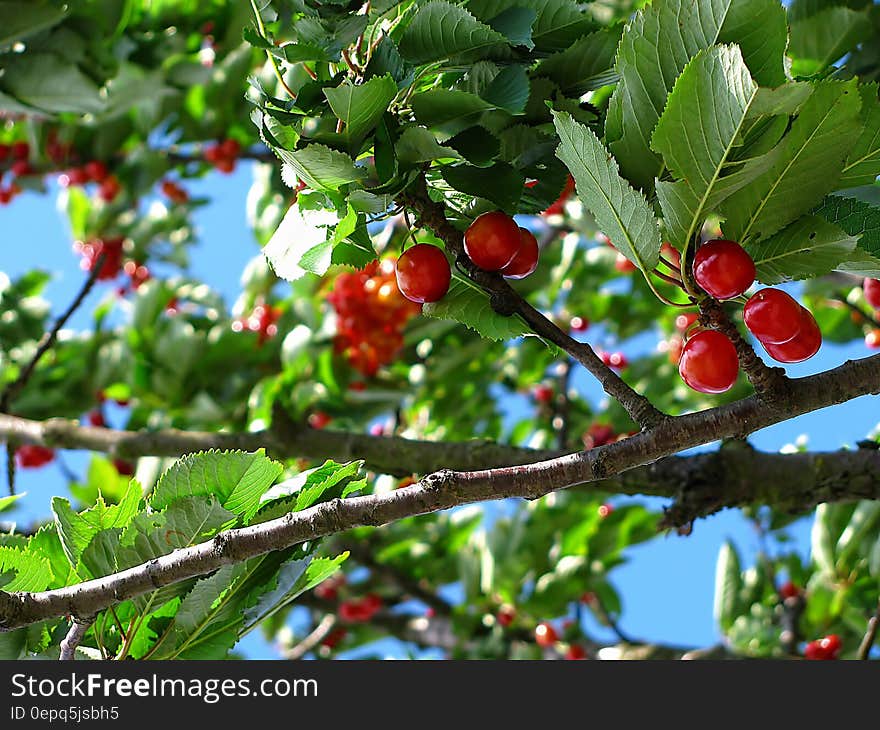 Red Cherry Fruit on Brown Tree Branch