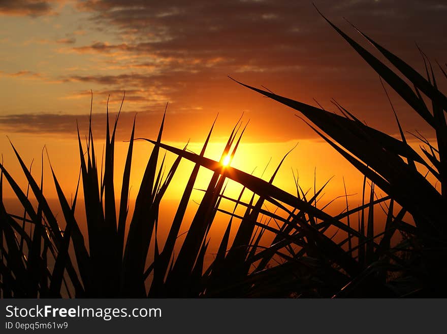 Silhouette of Grass Under the Sepia Sky