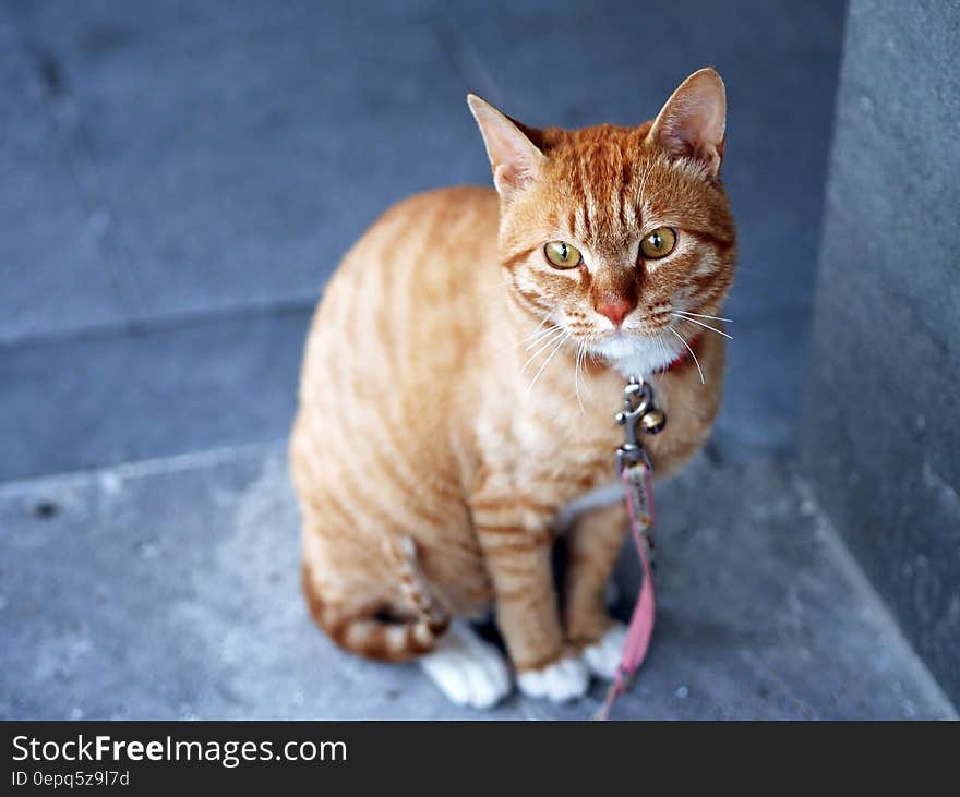 Orange Tabby Cat With Pink Leash