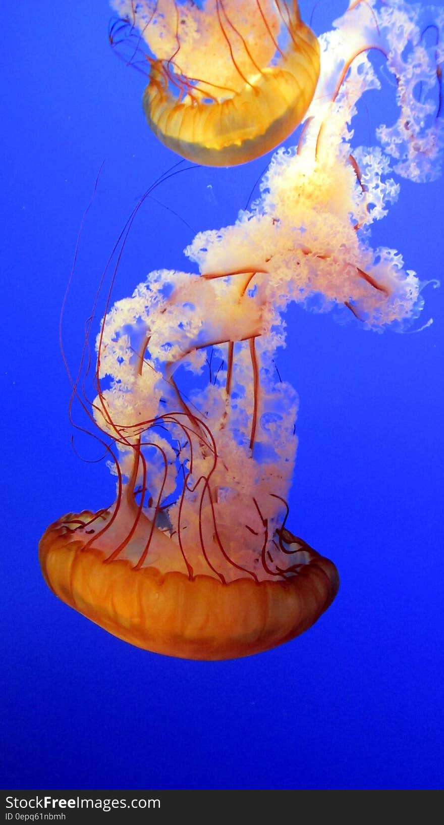 Closeup of two jellyfish swimming underwater in blue sea. Closeup of two jellyfish swimming underwater in blue sea.