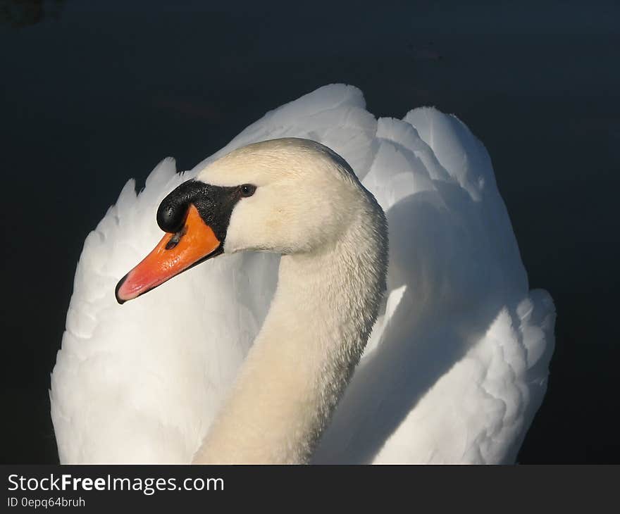 Portrait of a white swan with dark background.