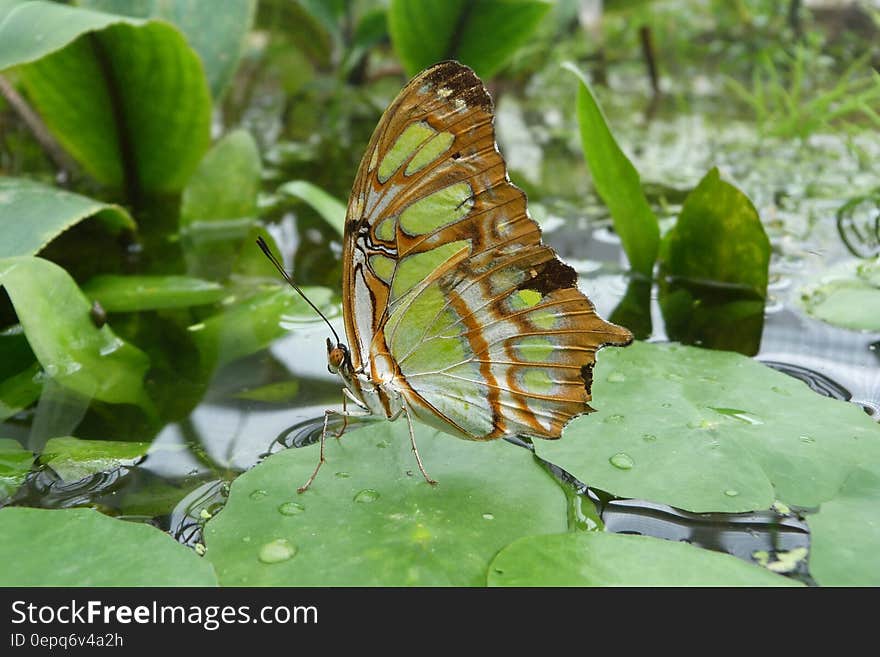 A butterfly resting on a lilypad in a pond. A butterfly resting on a lilypad in a pond.