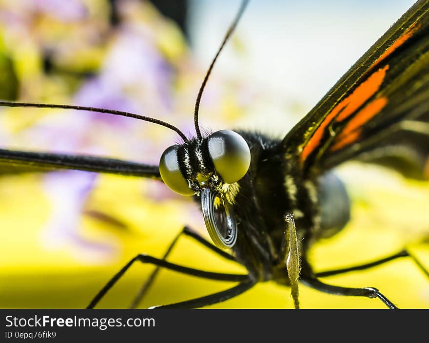 Black and Orange Butterfly