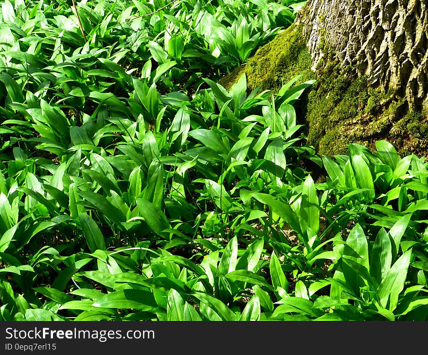 The leaves of wild plants in the sunshine with a mossy tree. The leaves of wild plants in the sunshine with a mossy tree.