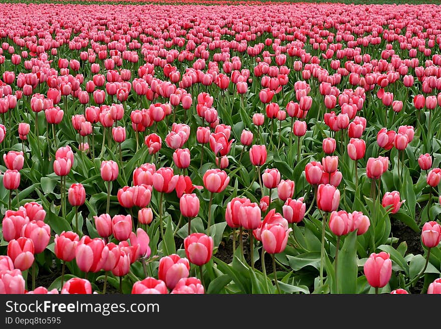 Pink Flowers