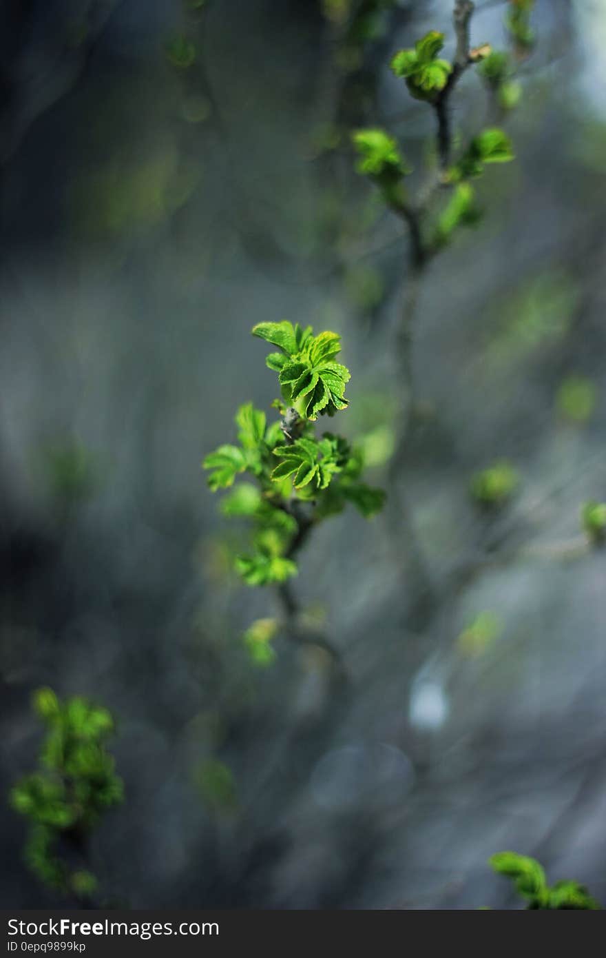 Close up of green leaves on branches in garden.