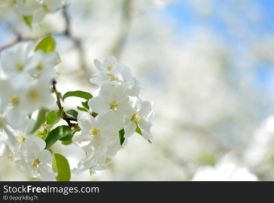 White Flower Picture during Daytime