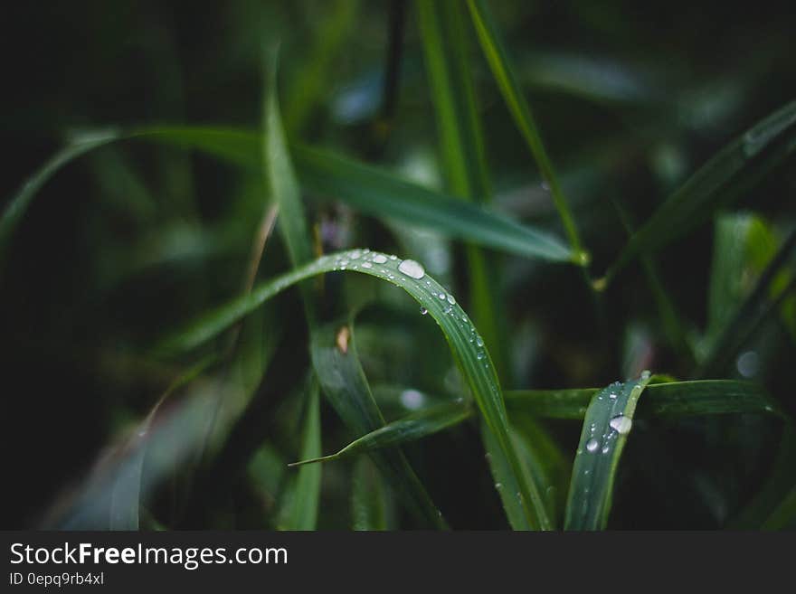 Close up of dew drops on green blades of grass. Close up of dew drops on green blades of grass.