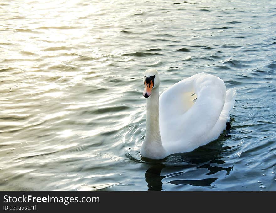 Portrait of adult white swan swimming on water on sunny day. Portrait of adult white swan swimming on water on sunny day.