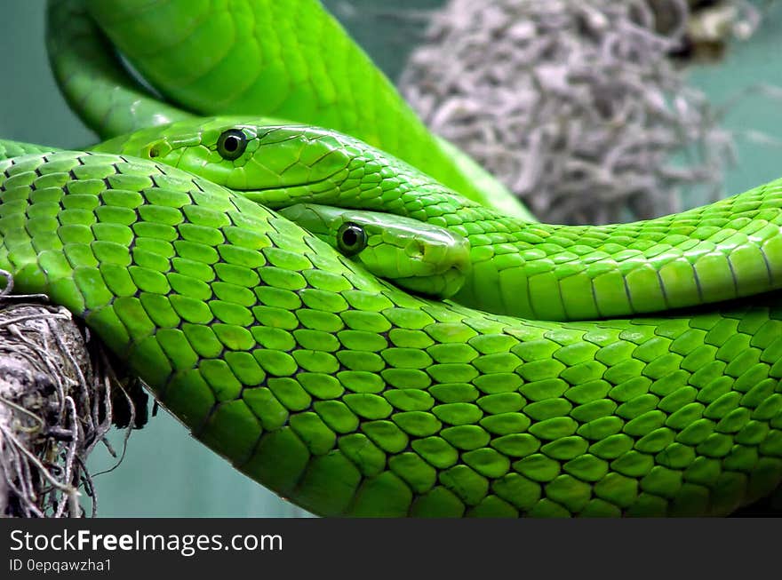 Close up of green snakes on branch.