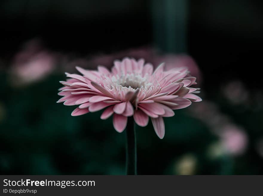 Close up of pink flower bloom in garden.