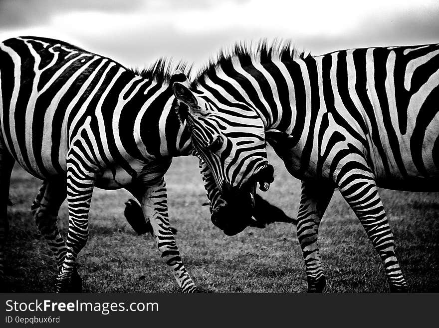 Portrait of African zebras in field.