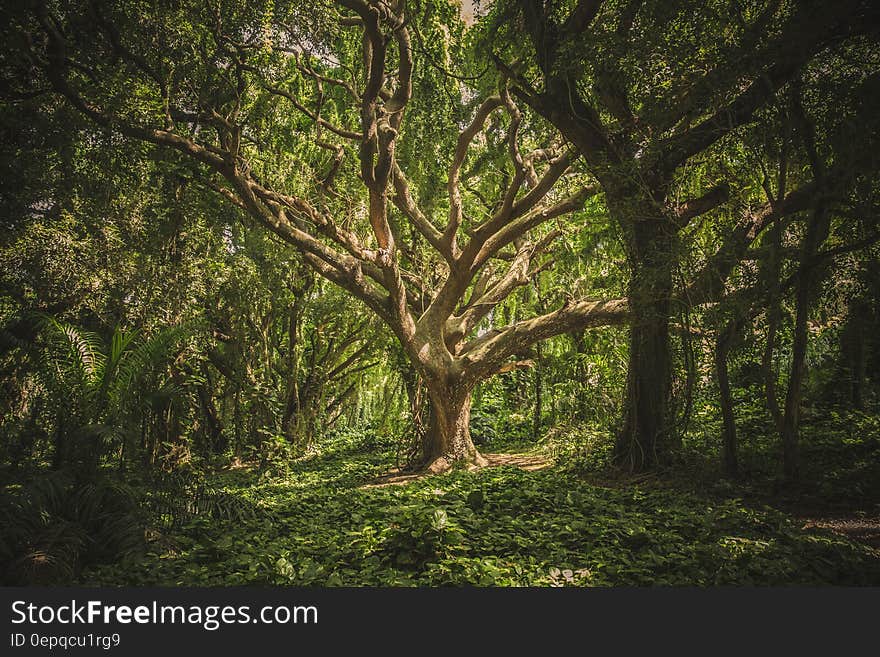 Gnarly old tree in green forest in Hawaii. Gnarly old tree in green forest in Hawaii.