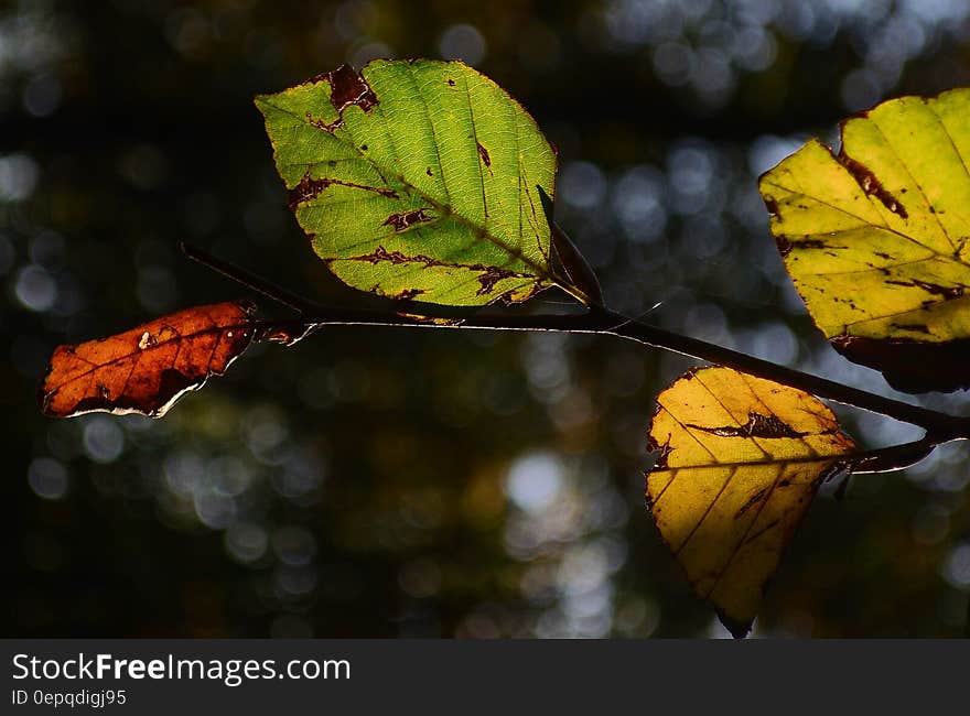 Close up of autumn beech leaves in sunny garden.