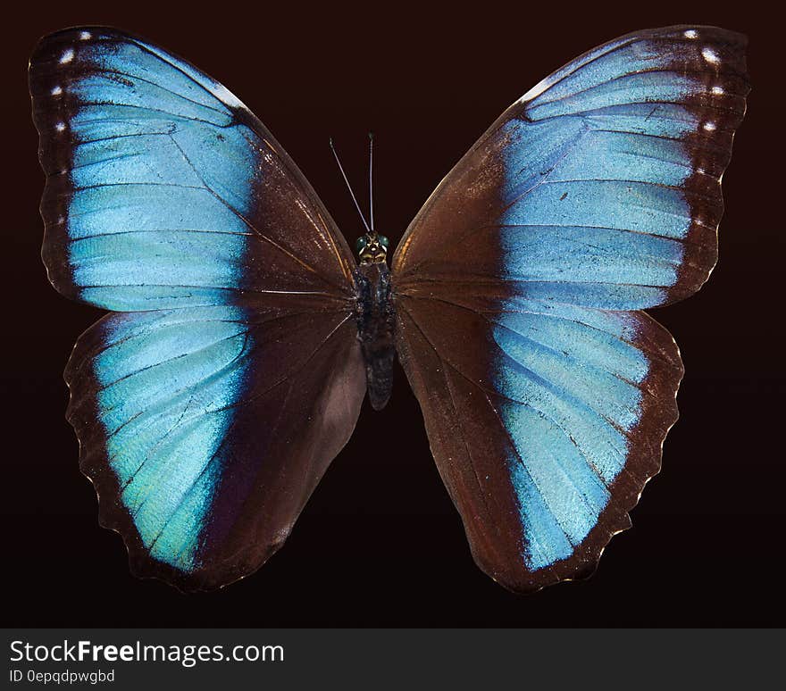 Blue Morpho Butterfly