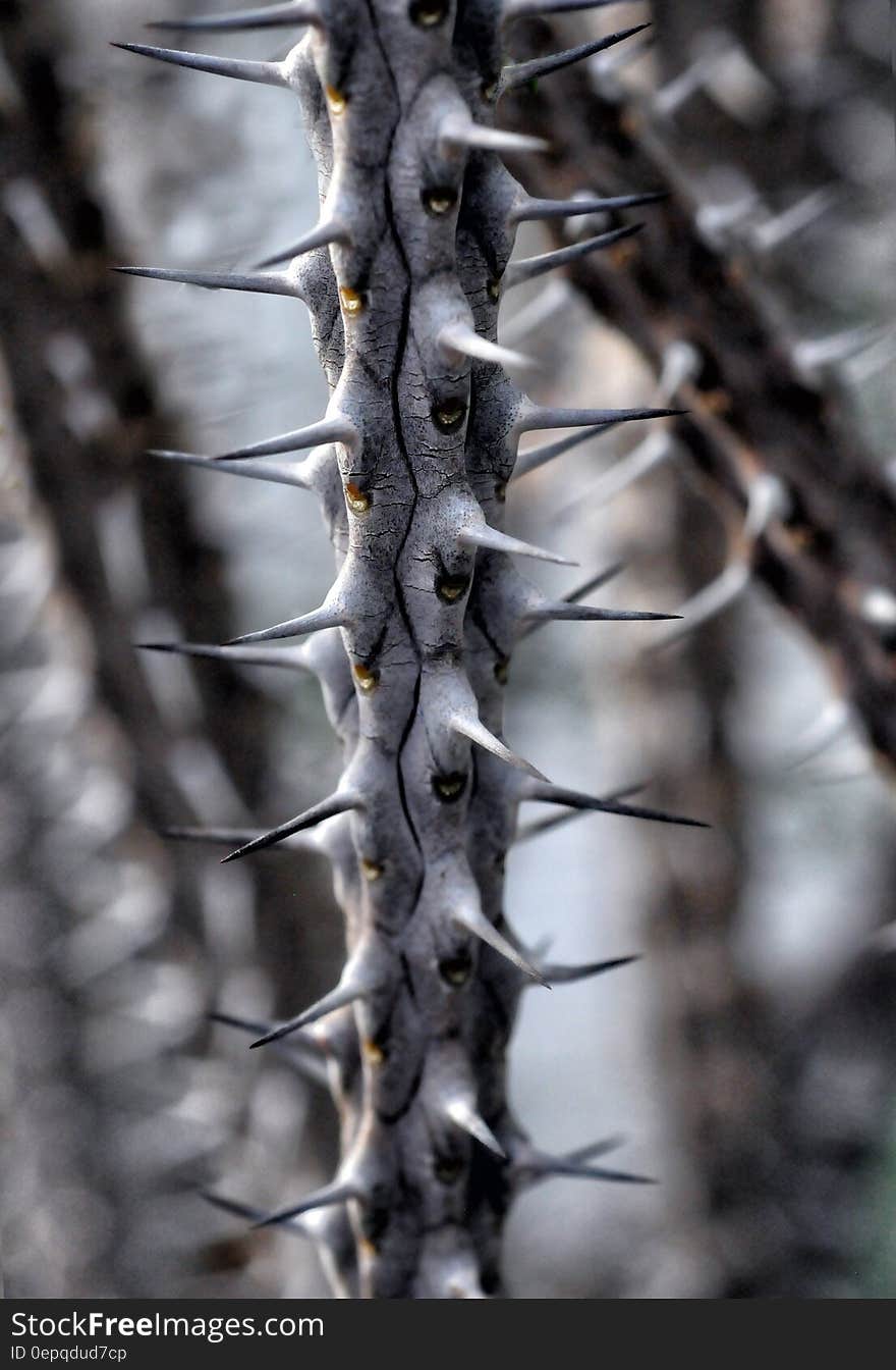 Close up of spines on alluaudia branch. Close up of spines on alluaudia branch.