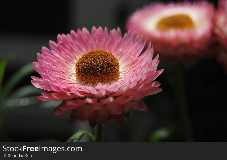 Pink and White Multi Layer Petal Flower