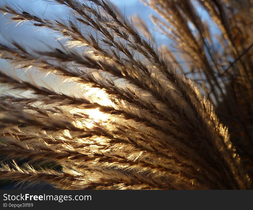 Brown Grass Plant during Daytime