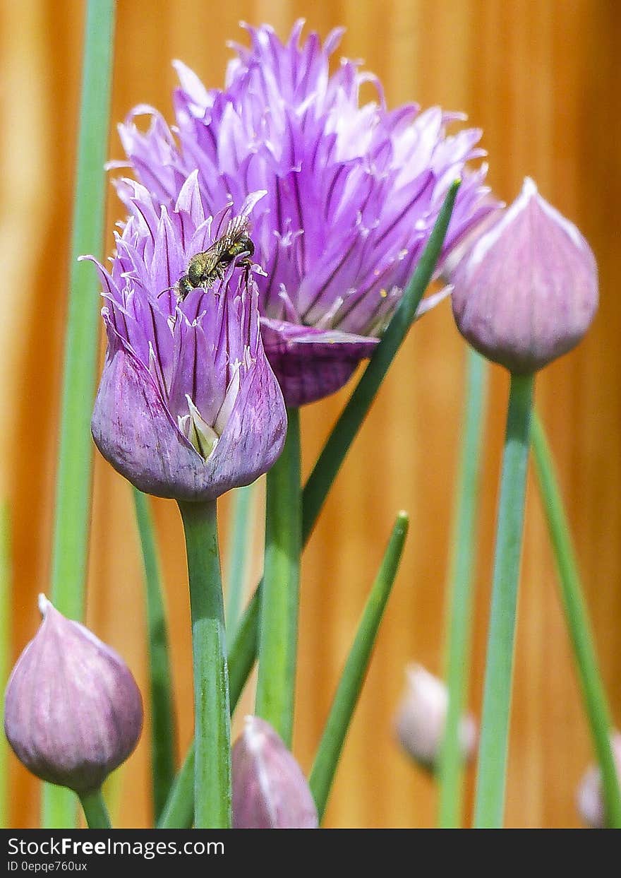 Insect in Purple Petaled Flower