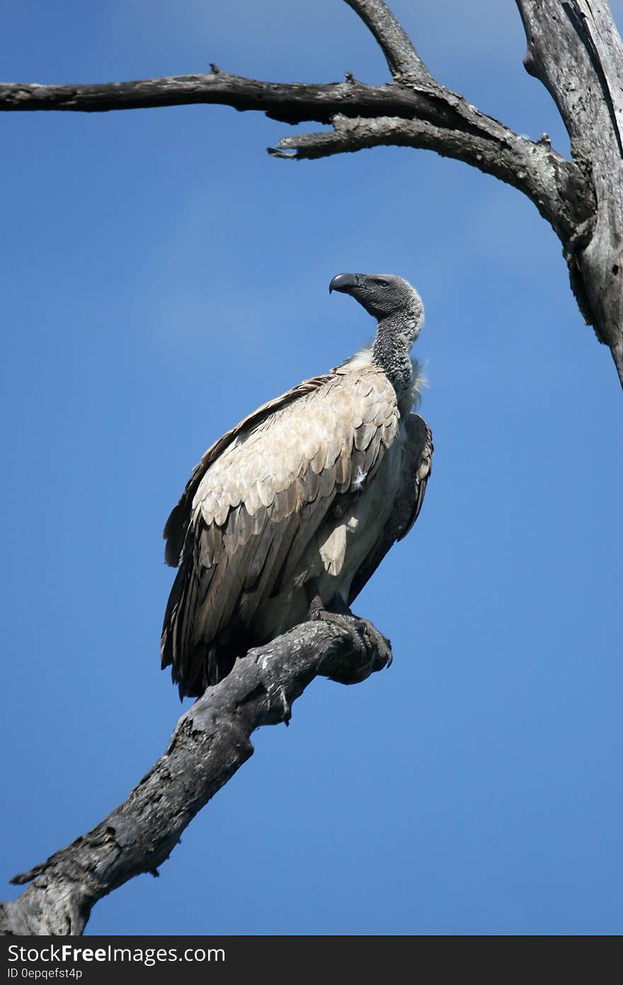 Black and Gray Vulture on Gray Wither Tree during Daytime