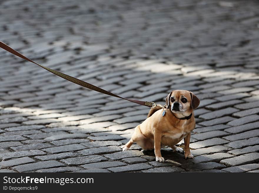 Portrait of small brown dog on leash outdoors on brick road on sunny day. Portrait of small brown dog on leash outdoors on brick road on sunny day.