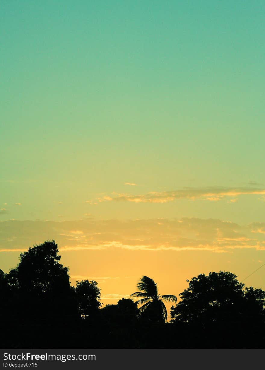 Silhouette of Tree during Sunset