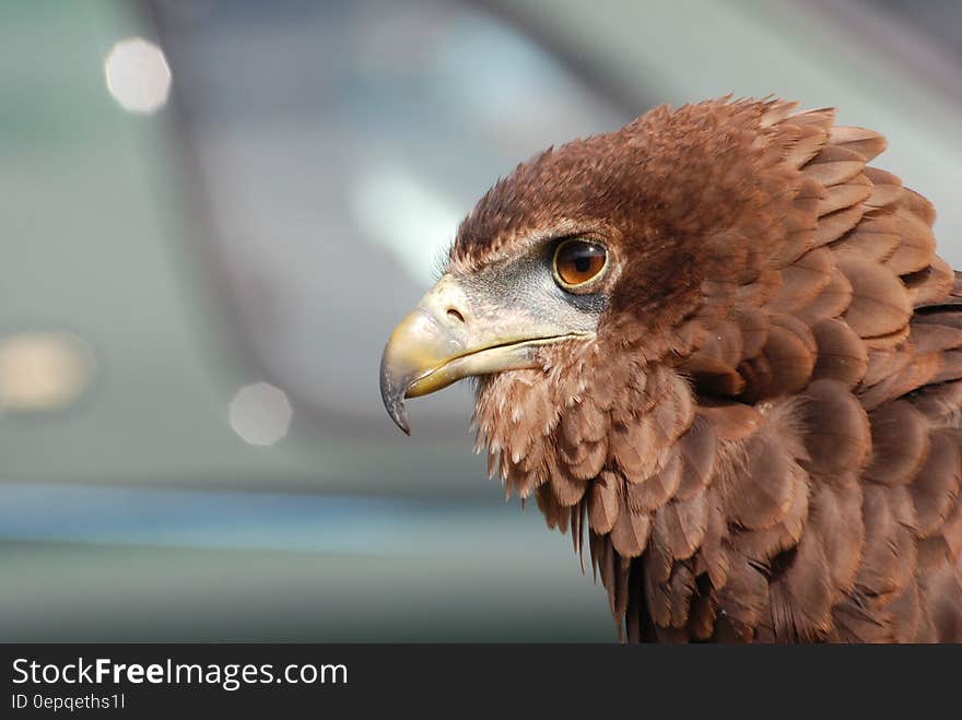 Brown Feather Short Beak Bird