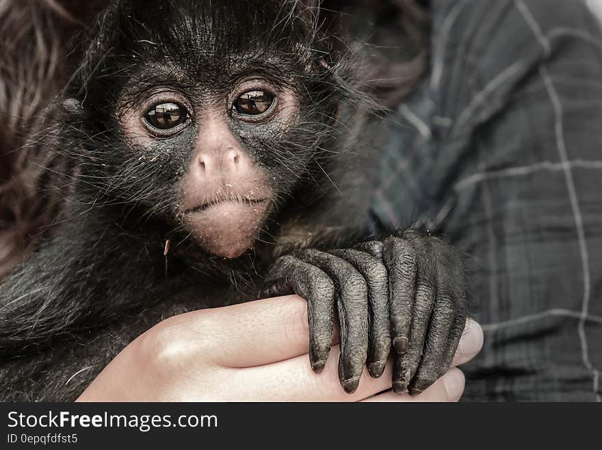 Person Holding Monkey